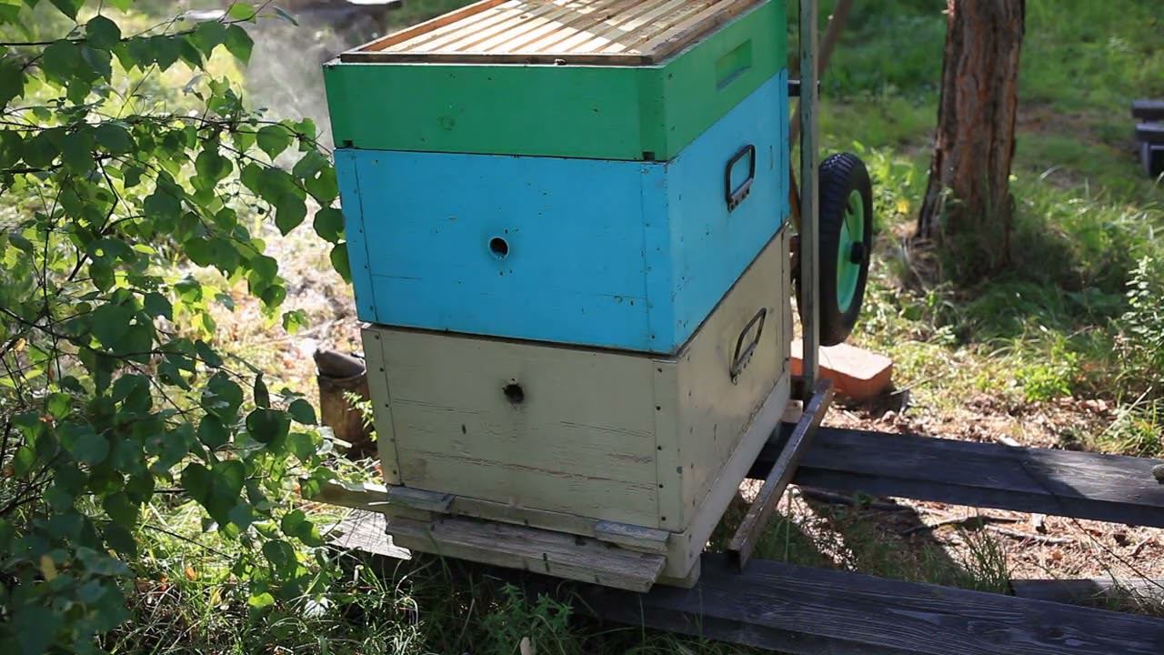 контроль семей после объединения смотреть онлайн