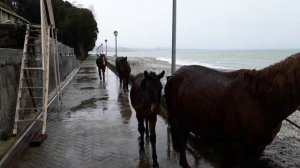 Лошади гуляют сами по себе на набережной Чёрного моря в Гудауте в Абхазии