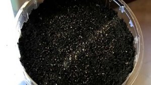 ПОРА СЕЯТЬ!Тысячелистник Таволговый и Гипсофила Махровая.