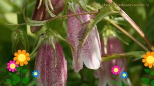 Колокольчик точечный. Краткий обзор, описание характеристик campanula punctata f. rubriflora