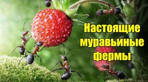 Настоящие муравьиные фермы (Момент Творения)