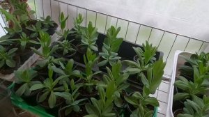 Рассада томата Пинк Парадайс! Не радует!