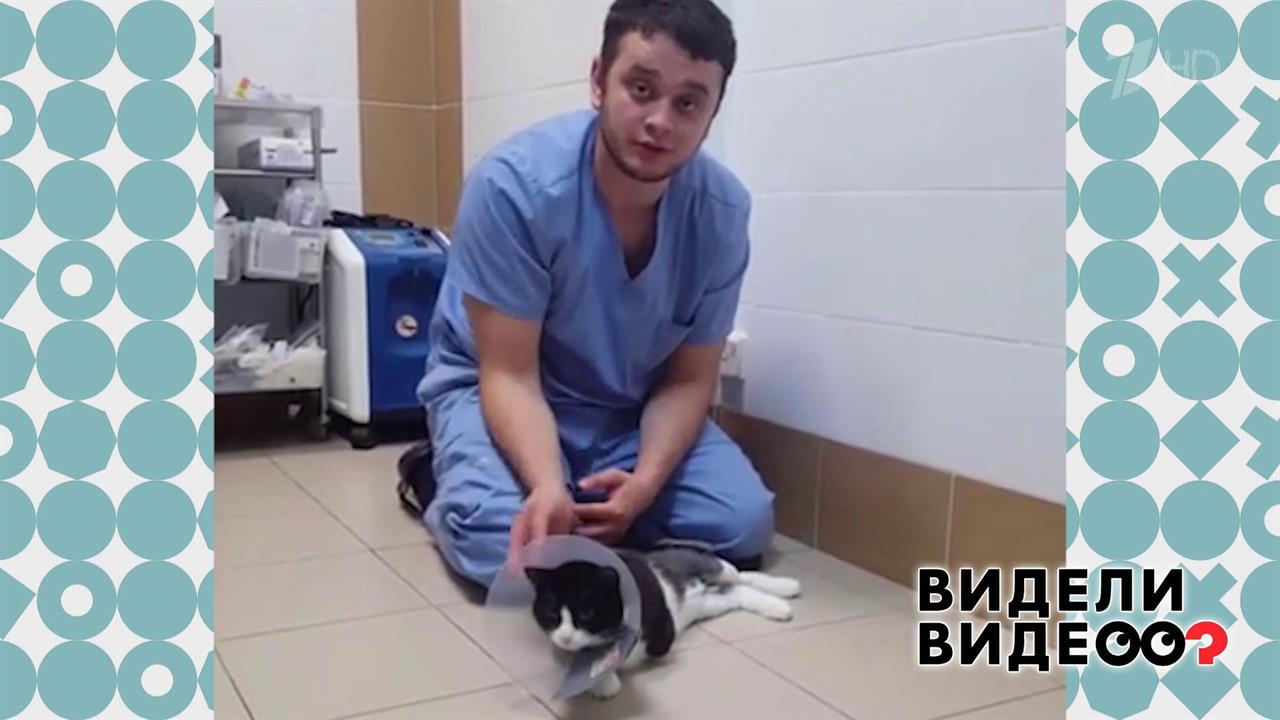 Ветеринар с большим сердцем. Видели видео? Фрагмент выпуска от 08.12.2019