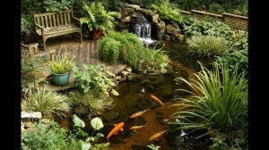 Рыбы для пруда на даче