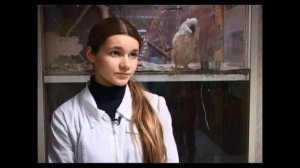 Ушастая сова размножается в приюте сов. Breeding owl.wmv