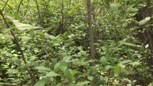 Пробежимся по участку и расплетем хмель