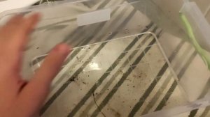 КАК ПОНЯТЬ ЧТО УЛИТКА НЕ МЕРТВА/УМЕРЛА????/УЖАС/ЛЮБЛЮ/СКОРО ЧАСТЬ 2