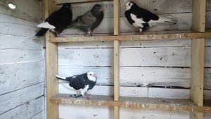 Бирмингемские роллеры/ голуби/ отсадка молодняка/ birmingham roller pigeon