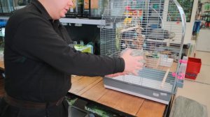 Волнистый попугай. Плюсы и минусы содержания.