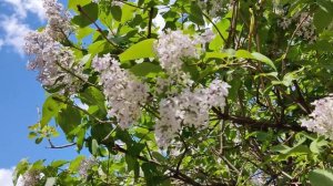 Прогулка по городу Обнинск 26.05.2021