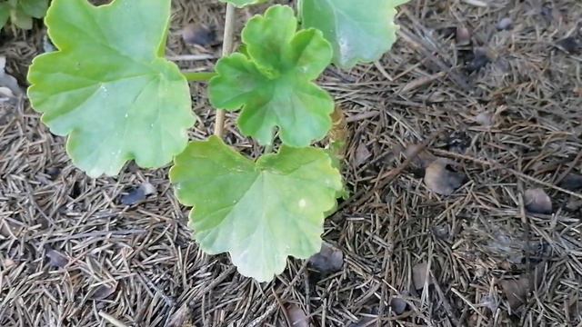 зацвела красная герань мамина июнь 2022 смотреть онлайн