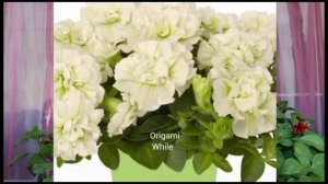 ОБЗОР СОРТОВ ВЕГЕТАТИВНОЙ ПЕТУНИИ