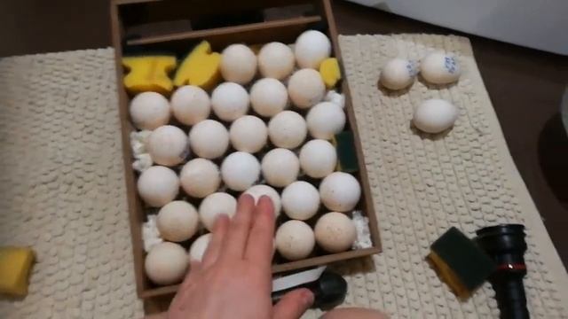 Овоскопирование яиц индюшек.