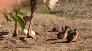 Страусята в зоорпарке "Страус-ЮГ"