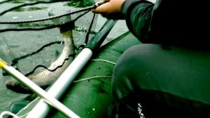 Лещ 2кг на гусиный поплавок