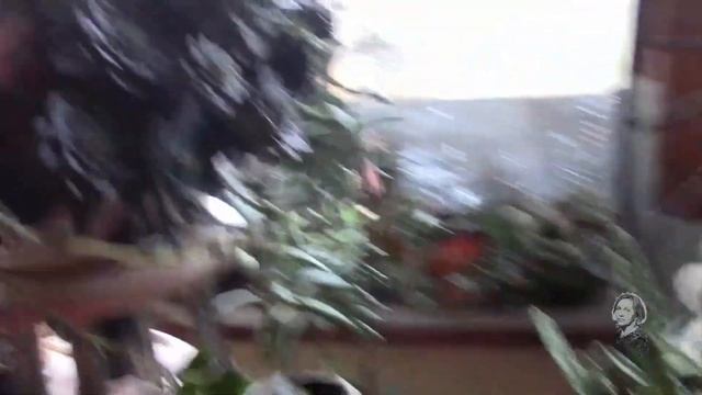 СОВМЕСТИМОСТЬ РАСТЕНИЙ В ОДНОМ ГОРШКЕ.  ВАЖНО ПРИМЕНЯТЬ ЭТИ ФАКТОРЫ!
