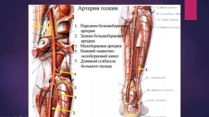АРТЕРИИ НИЖНЕЙ КОНЕЧНОСТИ