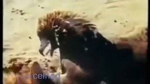 Охота с беркутом на волка