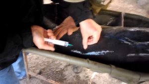 Получение икры веслоноса! Getting caviar paddlefish