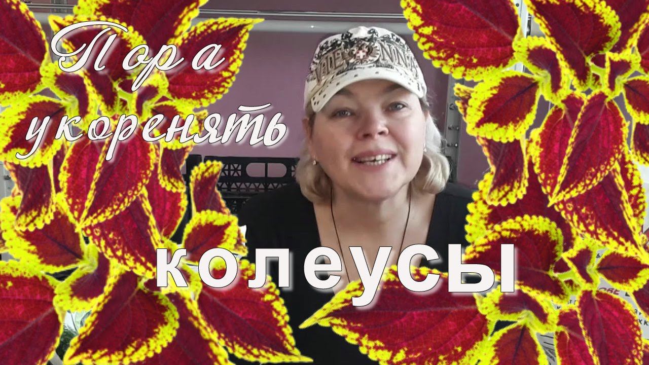 Колеус Размножение Черенками. Как Размножить Колеус Быстро и Просто. Мой Опыт
