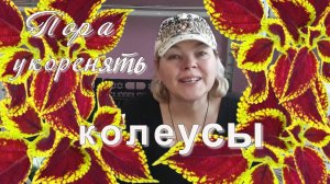 Колеус Размножение Черенками. Как Размножить Колеус Быстро и Просто. Мой Опыт