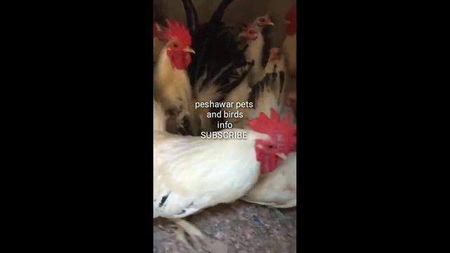Biggest fancy chickens farm in peshawar Pakistan..chicks for sale