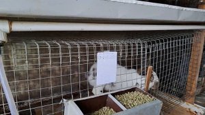 В каком возрасте убирать маточники у крольчат, крольчиха привела крольчат