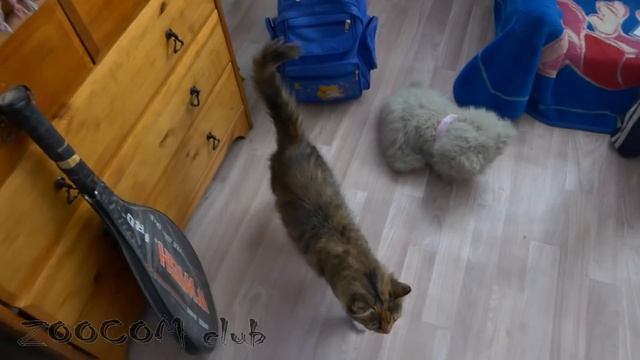 Кошка Молли. Потерявшаяся красавица. смотреть онлайн