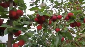 Яблоня полукультурная "Краса Бурятии"