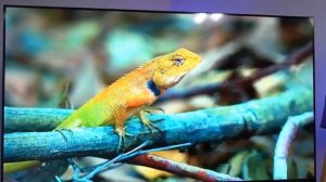 Телевизор HARPER 43F660TS