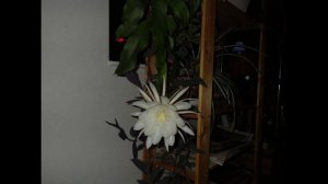 Epiphyllum Oxypetalum2