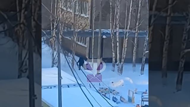 В Усть-Куте ребенка волоком тащит воспитатель детсада смотреть онлайн
