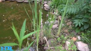 CATTAILS | Typha punks | Burn it as a bug repellent!