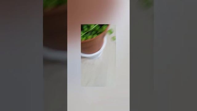 Крестовник Роули,опыт моего выращивания. смотреть онлайн