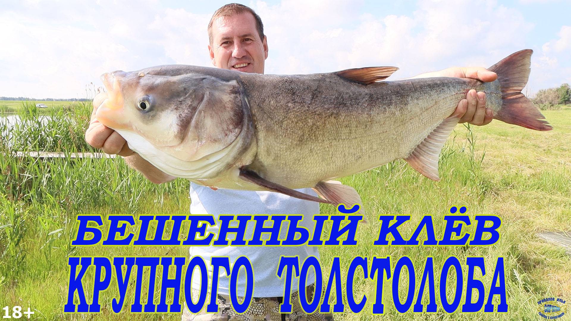 Бешенный клёв крупного толстолобика!