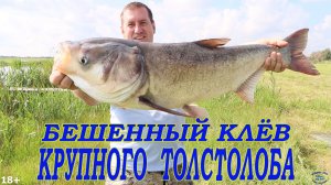 Бешенный клёв крупного толстолобика!