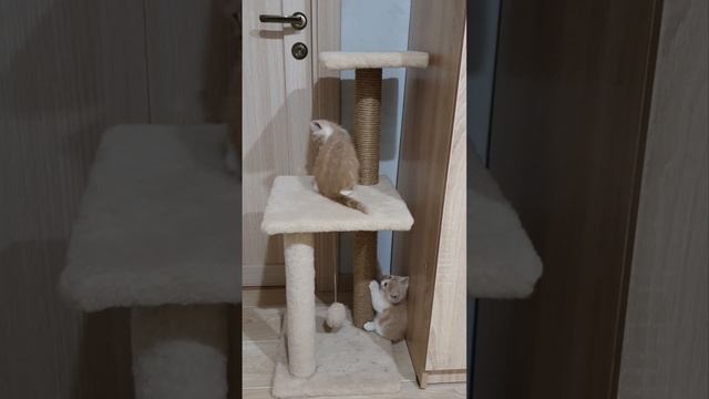 Тётя и Мотя