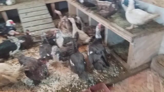 Яйценоскость моих индоуток в зимнее время смотреть онлайн