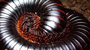 Сегодня мы учимся: Многоножки