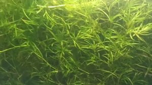 Наяда гваделупская.