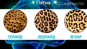 Как отличить гепарда, леопарда и ягуара