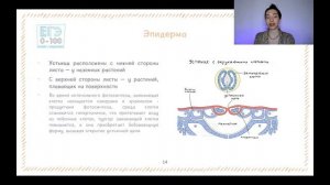 СТРОЕНИЕ И РАБОТА УСТЬИЦ | ВИДЫ ПОКРОВНЫХ ТКАНЕЙ К ЕГЭ И ОГЭ ПО БИОЛОГИИ