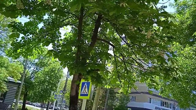 Конский каштан-как украшение города!