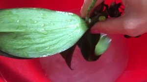 Еще одна обработка орхидей от корневого клеща. Делюсь своим опытом борьбы, показываю все подробно!