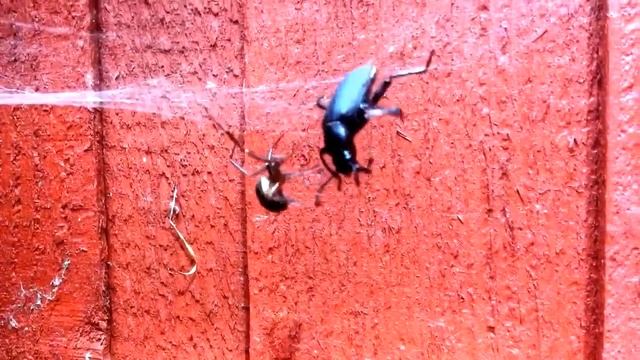 Widow Spider Vs. HUGE Beetle 3x it's size! (False Widow) смотреть онлайн