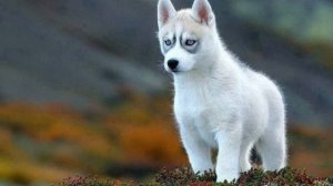 Звук щенка. Голос щенка. Скулит щенок. Звуки собак. Sounds puppy. Лай щенка. Музыка для собак.
