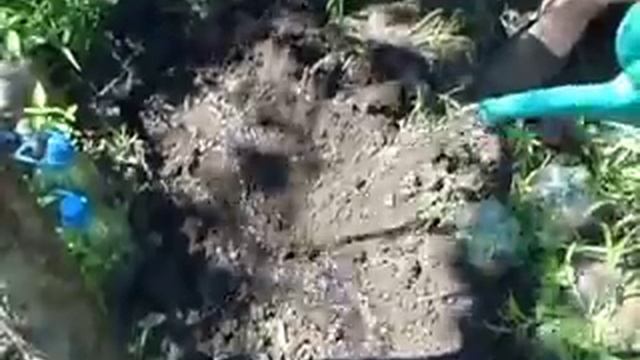 Размножение Хвойных растений (Часть 1 Черенкование можжевельника)