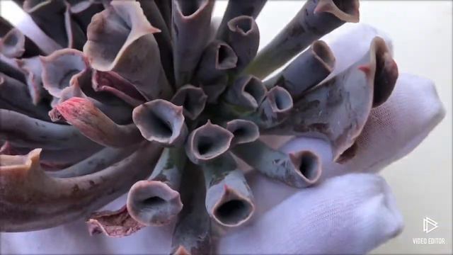 Echeveria cv Trumpet Pinky (2) смотреть онлайн