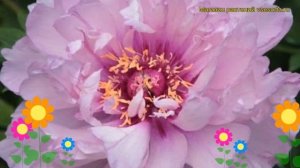 Пион ито Ферст Арривал. Краткий обзор, описание характеристик paeonia itoh First Arrival