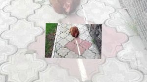 10 интересных фактов о курах